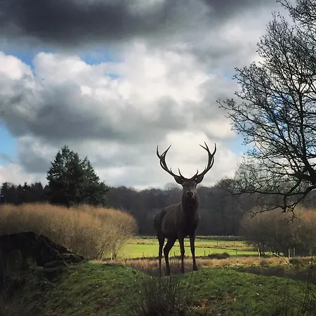La Tiny Du Parc : Saint Symphorien Des Monts ロッジ *