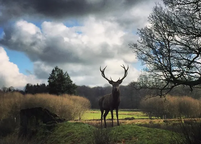 La Tiny Du Parc : Saint Symphorien Des Monts Lodge *